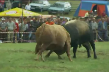 Bosanski dernek: Borbe bikova i trbušne plesačice