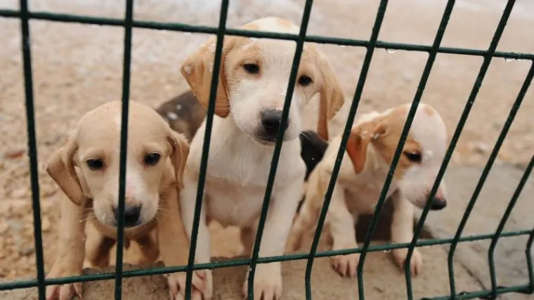 Tisuće pasa spa&scaron;eno od sigurne smrti