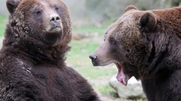 'Mama, pomozi mi! Jedu me medvjedi!'