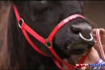 Pola Bavarske još uvijek traga za odbjeglom kravom