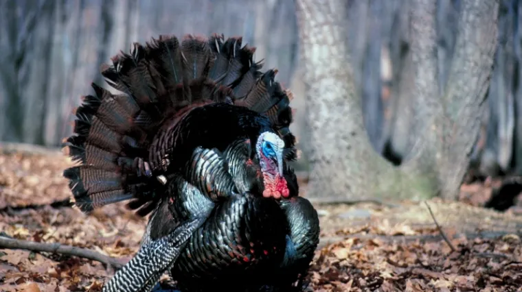 Puran kandžom ogrebao i usmrtio vlasnika