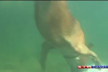 Psić s bizarnim hobijem