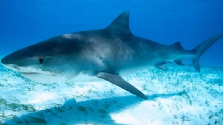 Krvoločne morske psine brutalno usmrtile plivača