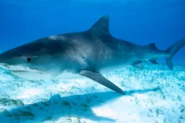 Krvoločne morske psine brutalno usmrtile plivača