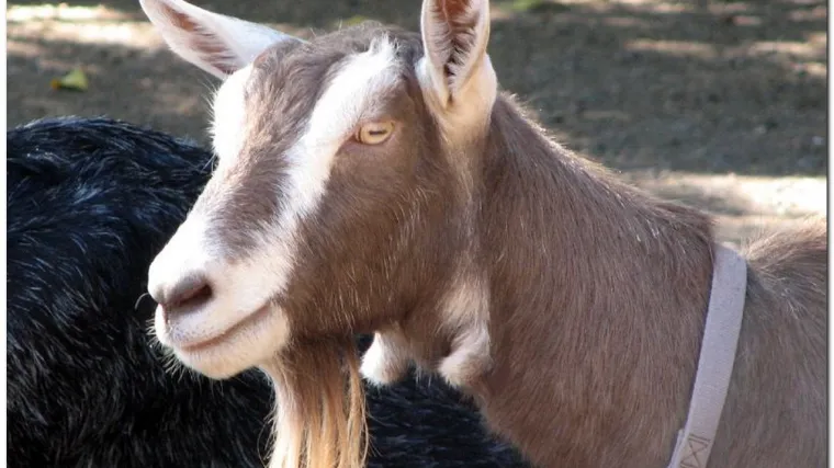 Koza skrivila prometnu nesreću s troje mrtvih