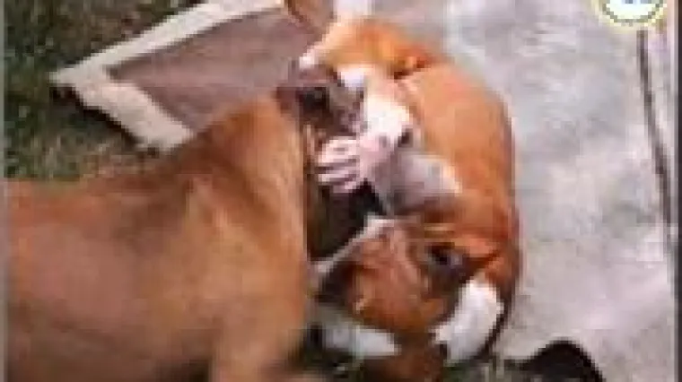 Mučenjem pripremao pse za krvave borbe