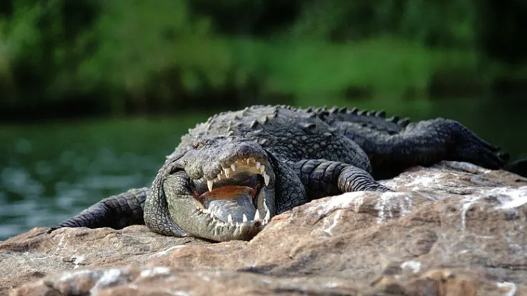 Starica preživjela brutalni napad krokodila