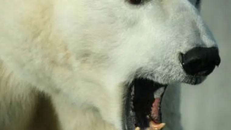 Medvjed napao ženu dok je obavljala nuždu