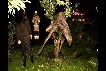 Pijani los zapeo na drvetu