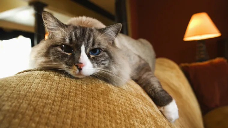 Zadavila supruga zbog bolesnog mačka