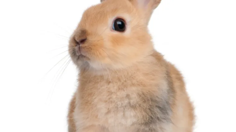 Zečić spasio obitelj od požara pa uginuo