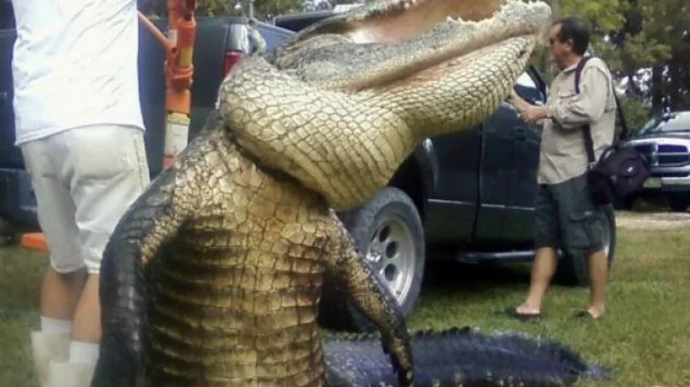 Tinejdžer upecao divovskog aligatora