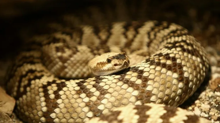 Dječak s Kosova bacio zmiju na srpske novinare