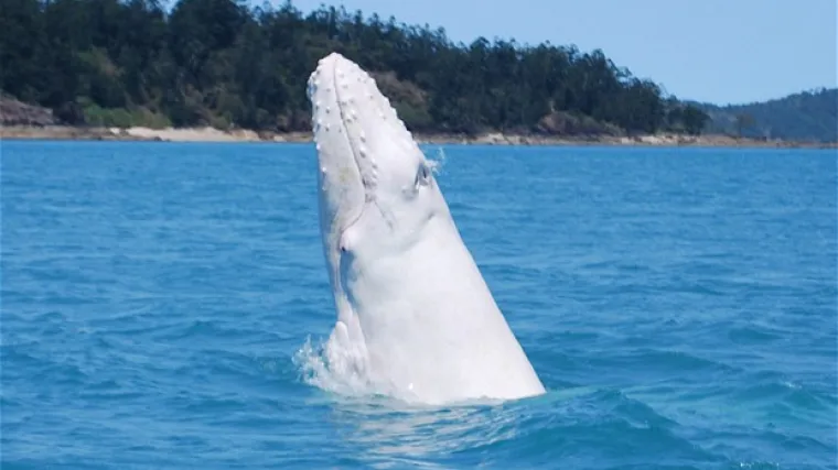 'Ovako ne&scaron;to se viđa samo jednom u životu'