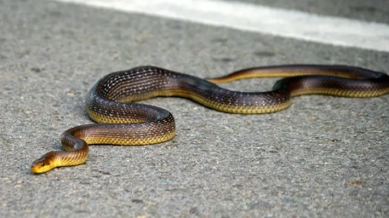 Borba policajaca sa zmijom od metar i pol