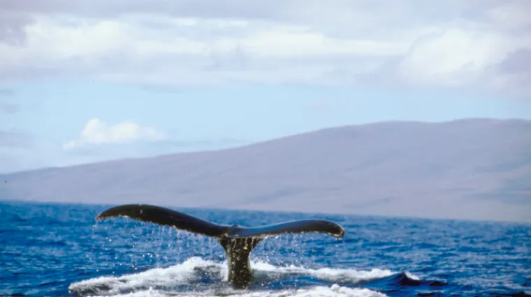 Veliki kit prestravio stanovnike Paga