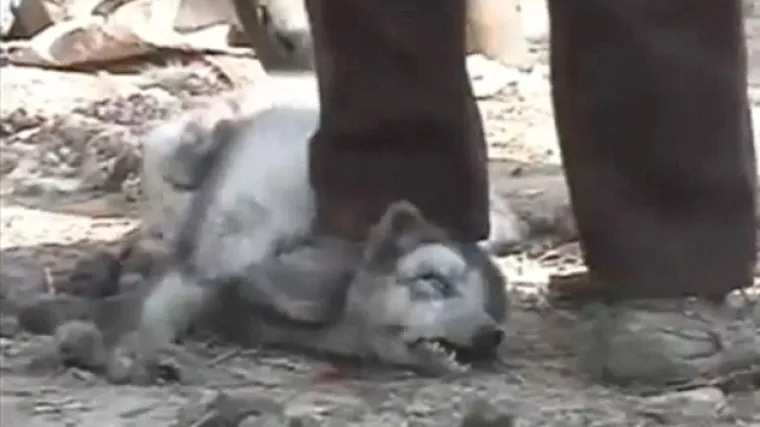 Brutalno muče životinje za par zimskih čizmica