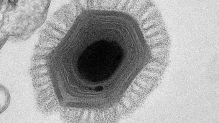 Otkriven najveći virus u povijesti čovječanstva