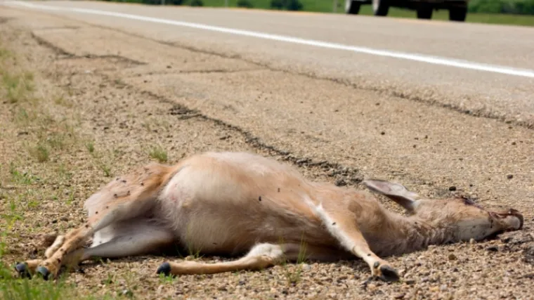 Hrani se samo životinjama stradalima na cesti