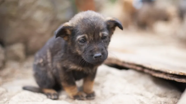 Susjed uhvatio vlasnika u zlostavljanju psića