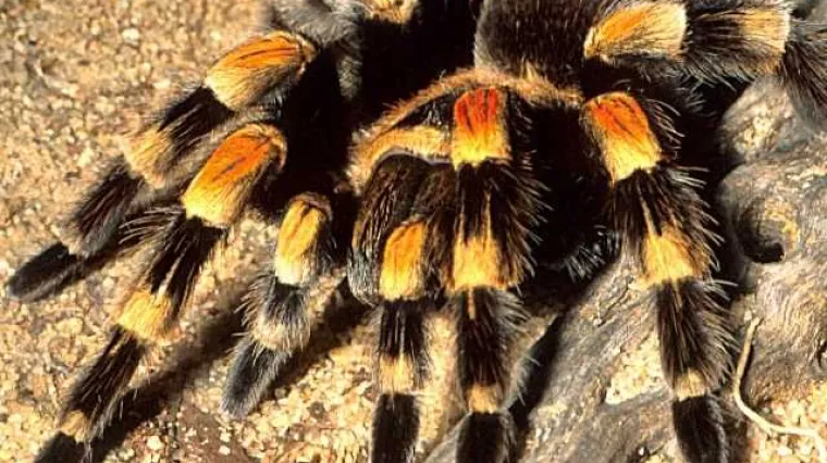 Domi&scaron;ljati &scaron;vercer &scaron;okirao carinike