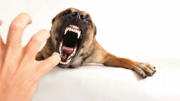 Pijani pit bull brutalno napao dječaka