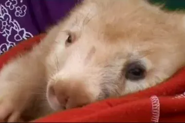 Pronađena rijetka vrsta bijelog vombata