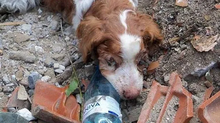 Psića živog zakopali ispod ru&scaron;evina