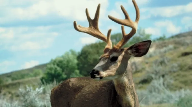 Smrtonosna hajka: Jelen ubio lovca!