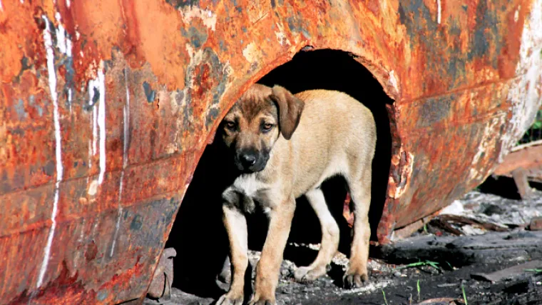 Psi lutalice ugrožavaju ljudska prava?