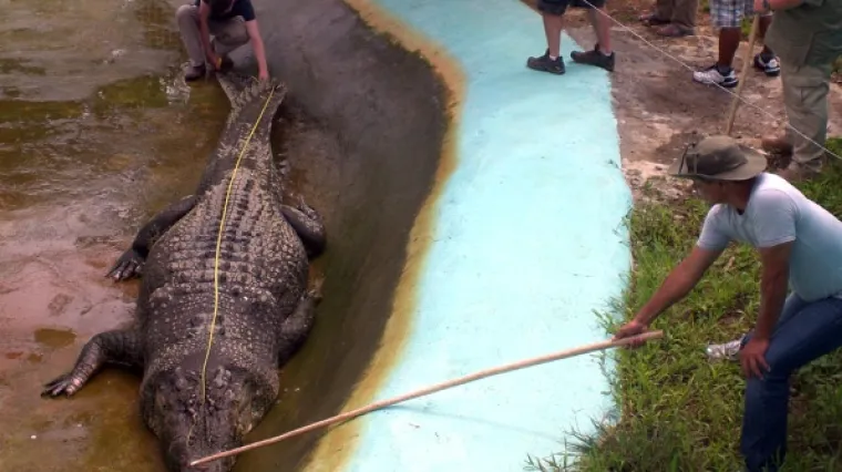 Golemi krokodil progutao lokalnog ribara