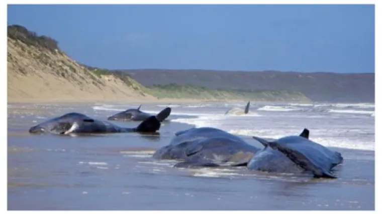 Dramatično spašavanje nasukanih kitova