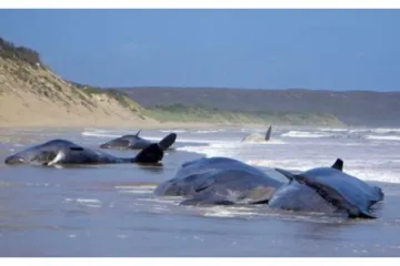 Dramatično spašavanje nasukanih kitova