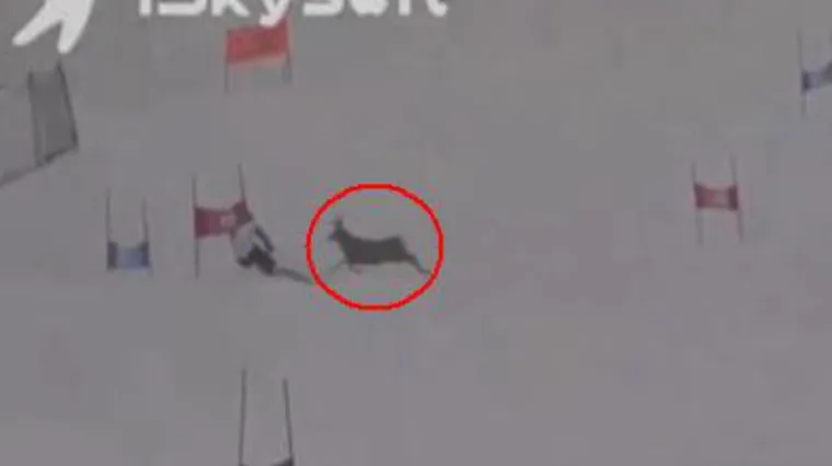 Bliski susret skija&scaron;a i nesta&scaron;nog jelena