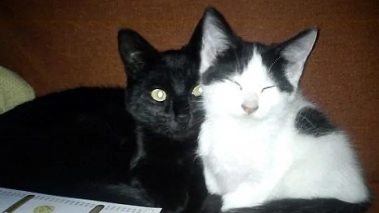 Okrutna majka 'skuhala' mačkicu u mikrovalnoj