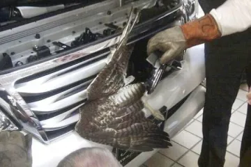 Jastreb preživio brutalni sudar s automobilom