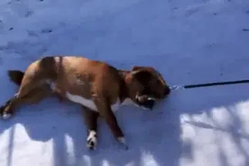 Pas koji mrzi hodati po snijegu