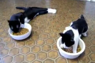 Evo kako izgledaju pijane mačke