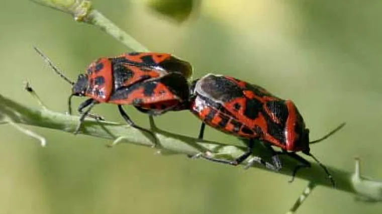 Opasni nametnici ponovno haraju Amerikom