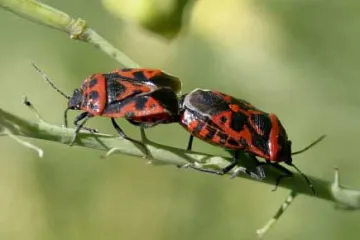 Opasni nametnici ponovno haraju Amerikom