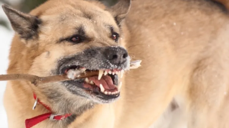 Bijesni psi raskomadali tijelo svog vlasnika!