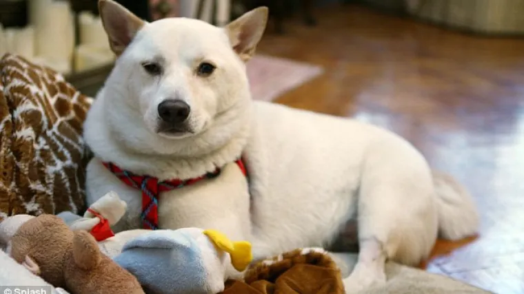 Psić čudom preživio pad s krova zgrade