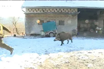 Vepar misli da je pas, pa ipak neće završiti u kobasicama