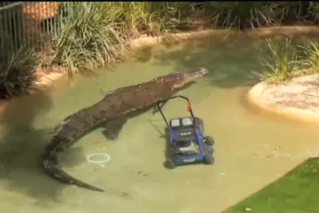 Krokodil Elvis ukrao i 'udavio' kosilicu