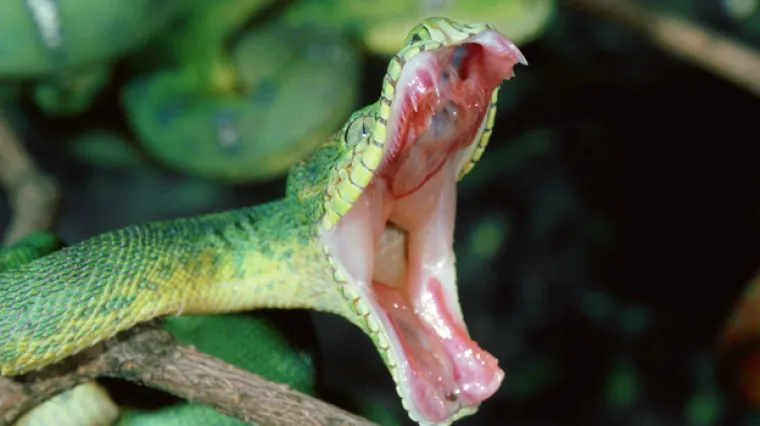 Dvogodi&scaron;nji dječak jedva preživio 'zagrljaj' pitona