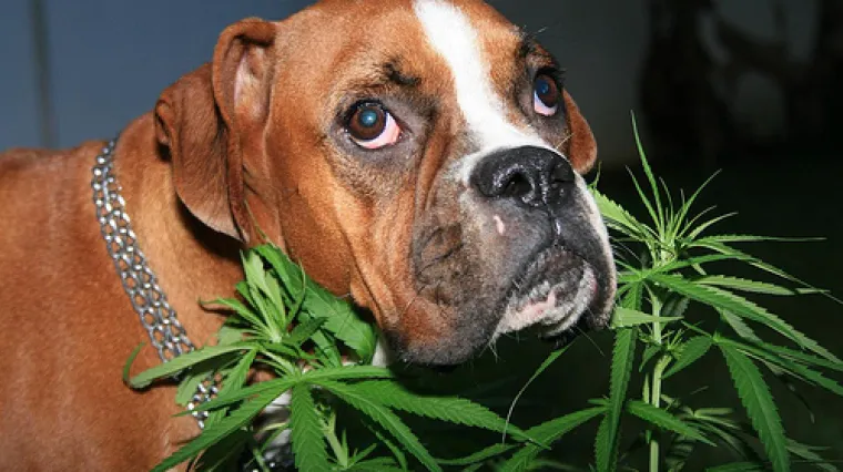 Napu&scaron;eni kućni ljubimci zaprepastili veterinare