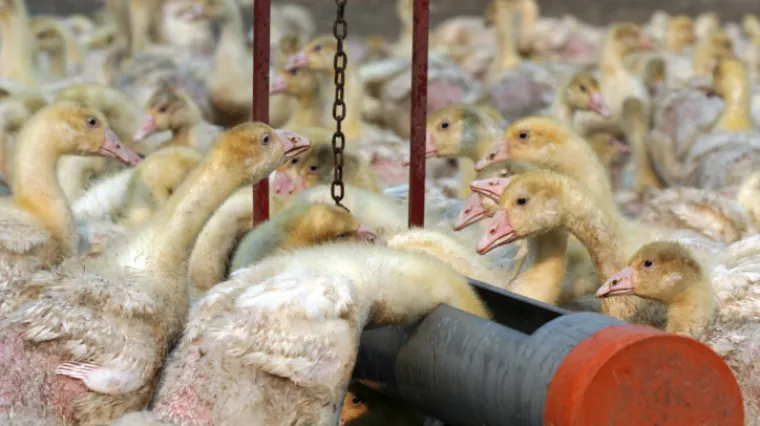 Ptičja gripa ponovno napada