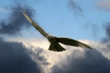 Gađao jastreba, a pogodio praunuku