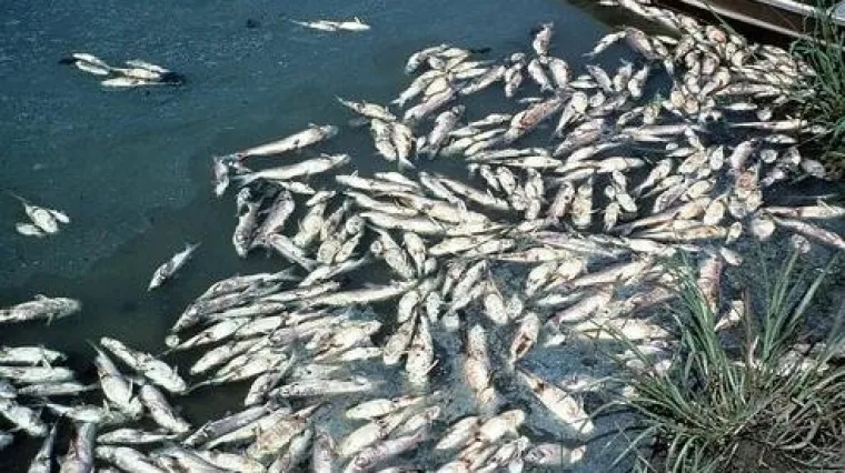 Misterija: Tisuće mrtvih riba isplivalo na plažu