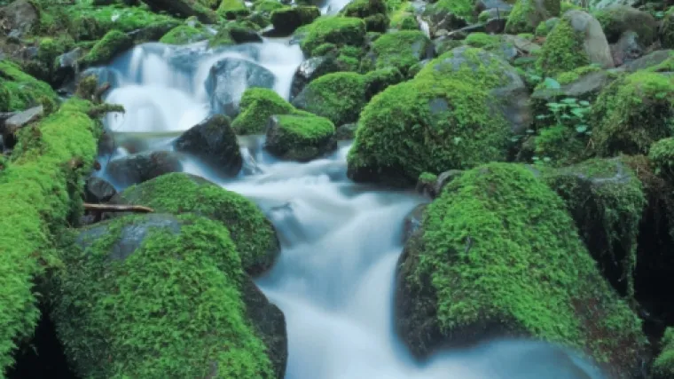 Prona&scaron;li stvorenje koje živi već 50.000 godina